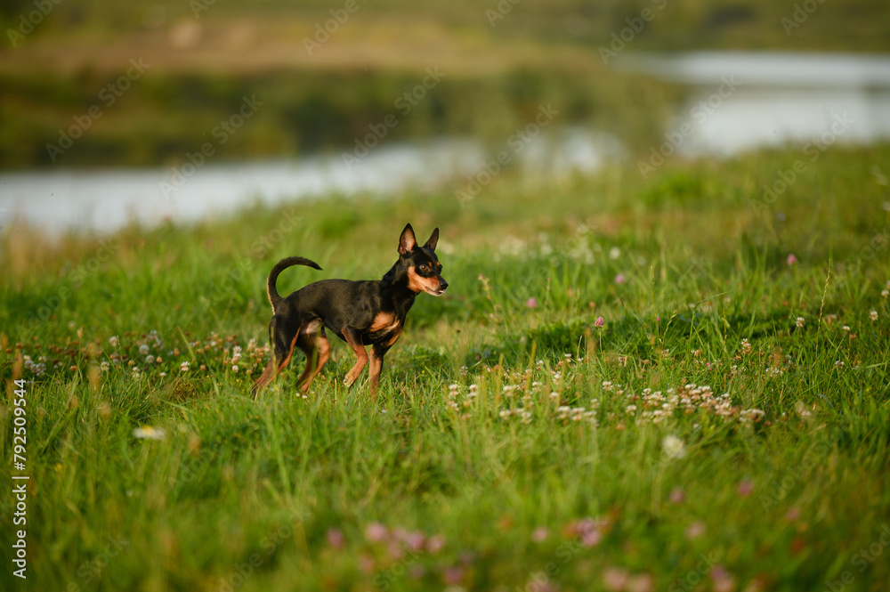 Small smooth-haired Russian toy terrier dog has fun on summer sunny day during walk in nature, running along the grass. Walking pets in park. Small smooth-haired Russian toy terrier dog has fun on summer sunny day during walk in nature, running along the grass. Walking pets in park.