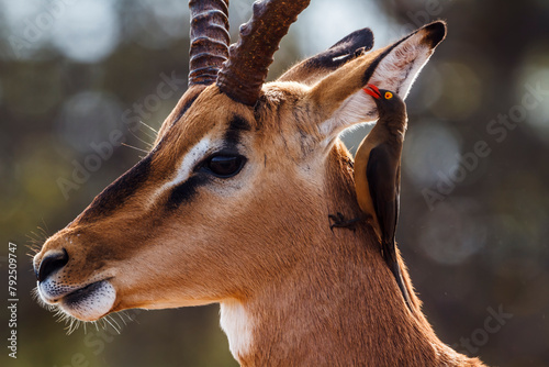 Common Impala male portrait with grooming oxpecker in Kruger National park, South Africa ; Specie Aepyceros melampus family of Bovidae