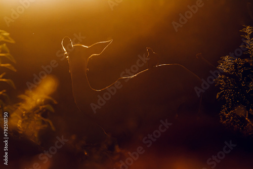Common Impala with oxpecker silhouette sunrise light in Kruger National park, South Africa ; Specie Aepyceros melampus family of Bovidae photo