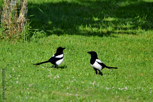 Zwei Elstern in einer Wiese