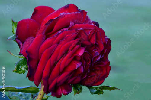Eine üppige dunkelrote Rosenblüte in Großaufnahme mit einigen zarten Tautropfen