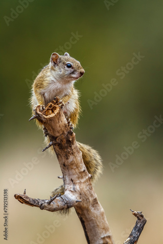Smith bush squirrel standing on a log in alert isolated in natural background in backlit in Kruger National park, South Africa ; Specie Paraxerus cepapi family of Sciuridae