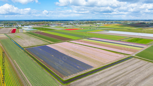 Aerial view of colorful tulip fields © gpahas
