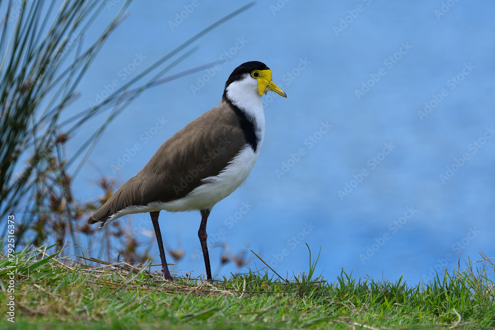 Obraz premium Ground-dwelling Australian adult Masked Lapwing next to riverbank blue water looking soft light