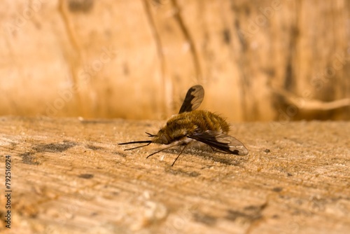 The large bee-fly (Bombylius major) sitting on a dry piece of wood. Macro. photo