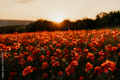 Field poppies sunset light banner. Red poppies flowers bloom in meadow. Concept nature  environment  ecosystem.