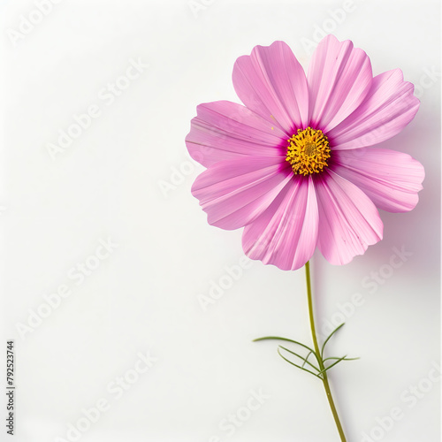 pink daisy flower