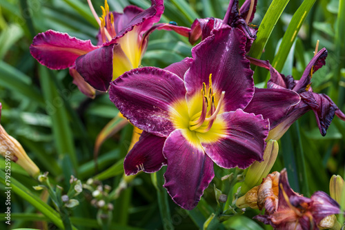 Photos daylily of the species Bela Lugosi in summer