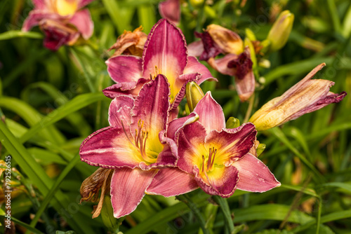 The flowers of the daylily Entrapment Hemerocallis Entrapment are mother-of-pearl pink in different stages of development - from bud to wilt.