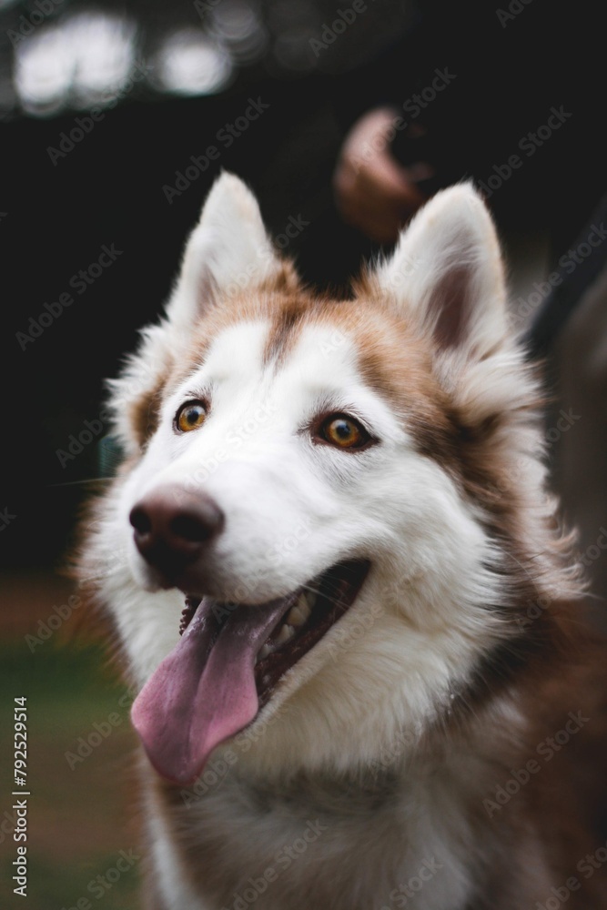 Vertical portrait siberian husky dog park