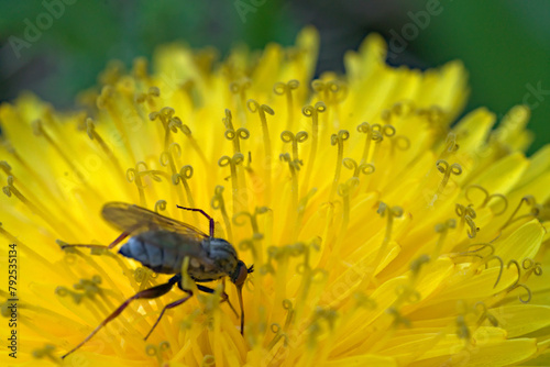 an insect on a flower (Vers. 1)