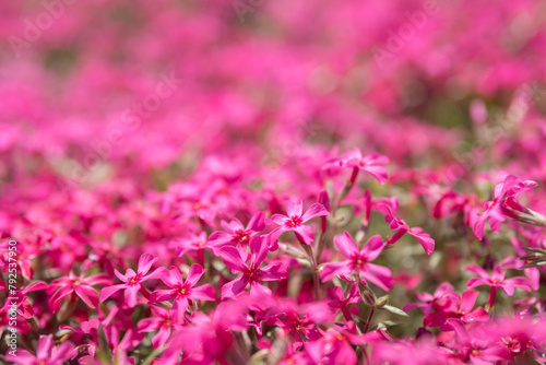 ビビッドピンクの芝桜・スカーレットフレーム