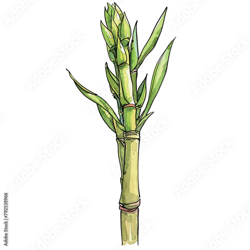 Bamboo. Vector illustration of a green bamboo on a white background.