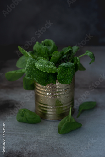 Fresh green spinach with water droplets on a gray background
