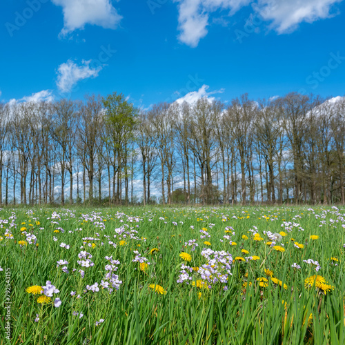 dandelions and pentecost flowers in green grassy spring meadow near utrecht in the netherlands
