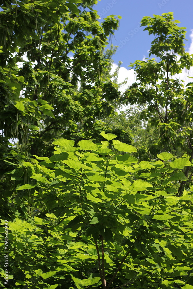 Fototapeta premium green leaves background