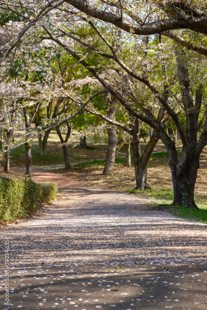 Fototapeta premium 桜の花びらが散った散歩道