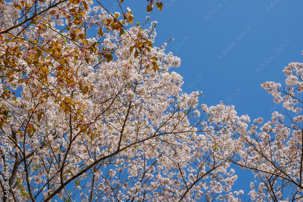 青空に映える桜の木 青空に映える桜の木