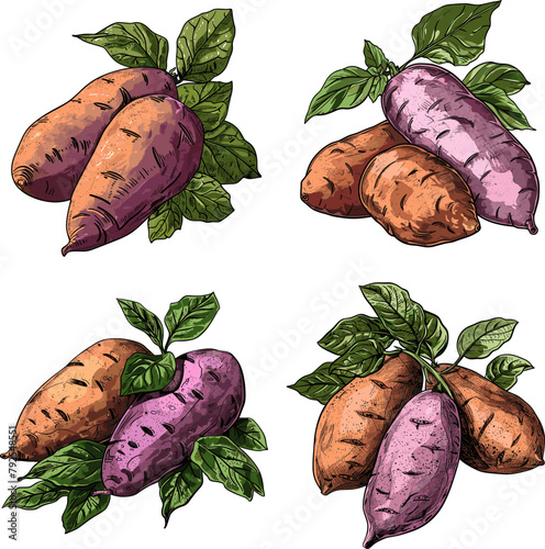 Sweet potato Color engraving raster illustration isolated on white background