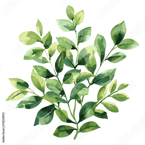 Watercolor green branch with leaves. Green leaves on transparent background, design element for invitation and more.Vector illustration.