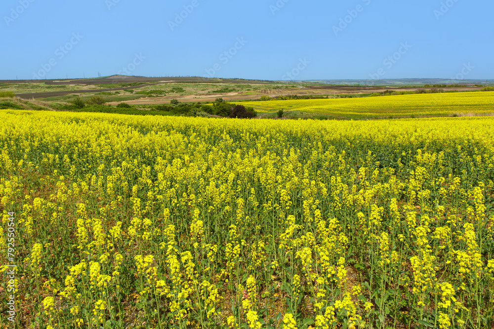 Rapeseed harvest on the field. Rapeseed is a type of herbaceous plant of the Cabbage genus, yellow in color against a blue sky. Rapeseed harvest on the field. Rapeseed is a type of herbaceous plant of the Cabbage genus, yellow in color against a blue sky.