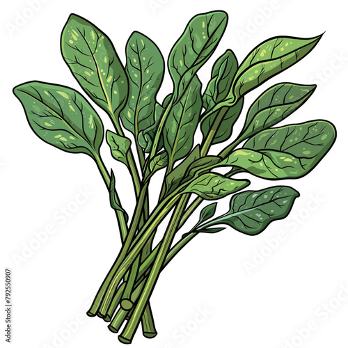 Spinach. Vector illustration of a bunch of spinach leaves.