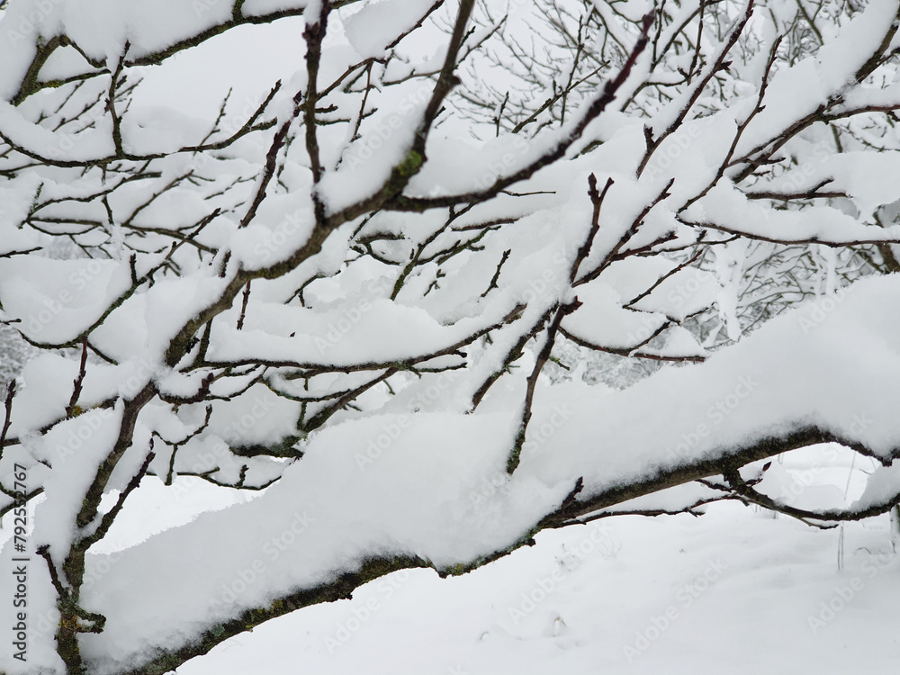 frozen branches in garden under white snow - closeup