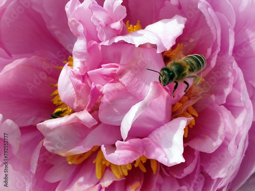 rosy peony with bee - close-up