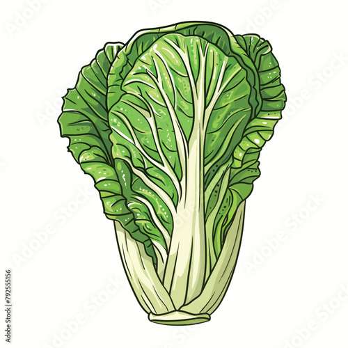 Fresh chinese cabbage isolated on white background. Vector hand drawn illustration.