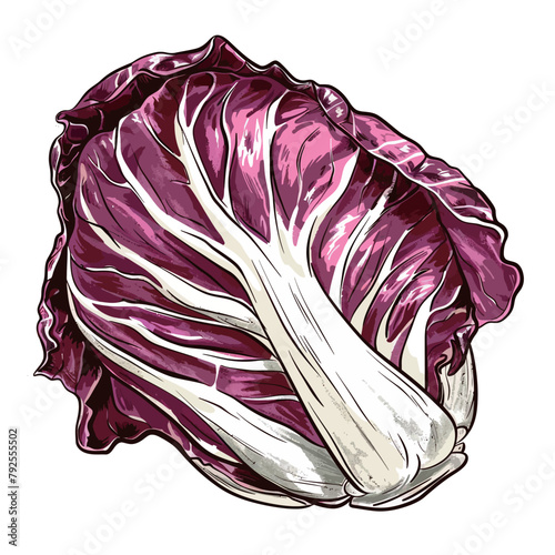 Hand drawn vector illustration of a pink and purple decorative cabbage flower.