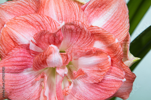 Amaryllis variety Beautiful Emotion. Double amaryllis flowers. Hippeastrum. Flower of Holland. Hippeastrum grade Beautiful Emotion. Amaryllidaceae. Dutch flowers. Pink floral background