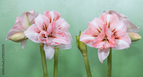 Amaryllis variety Balance. Double amaryllis flowers. Hippeastrum. Flower of Holland. Hippeastrum grade Balance. Amaryllidaceae. Dutch flowers. 