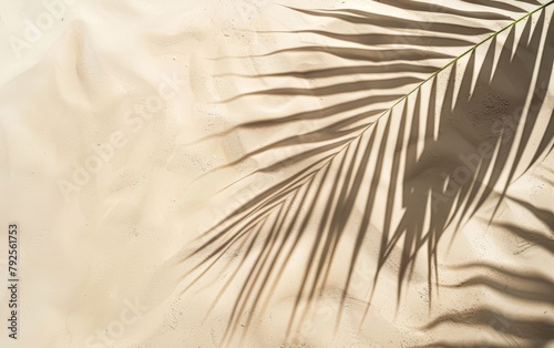 A palm tree leaf casts a shadow on the sand
