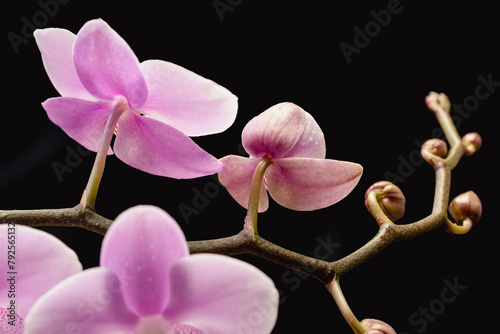 Blooming pink orchid flowers with bright rays in the dark