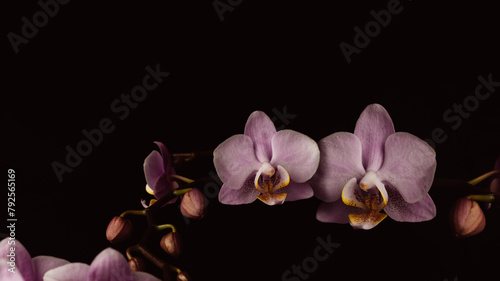 Blooming pink orchid flower in a dark environment