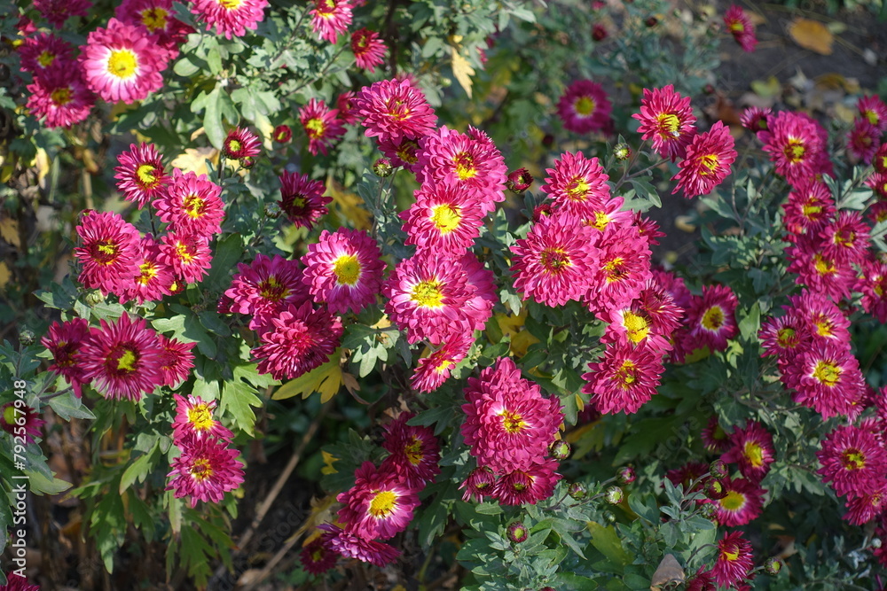 Multitude of pink and yellow flowers of Chrysanthemums in mid November Multitude of pink and yellow flowers of Chrysanthemums in mid November