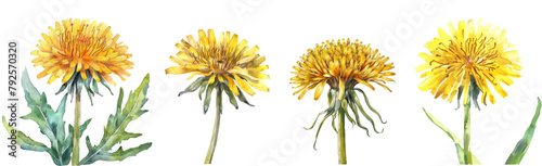 A set of watercolor dandelions png. Spring yellow dandelion flowers on isolated background. Vector illustration.