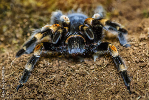 Closeup female of Spider Tarantula (Lasiodora parahybana) in threatening position. Largest spider in terms of leg-span is the giant huntsman spider. photo