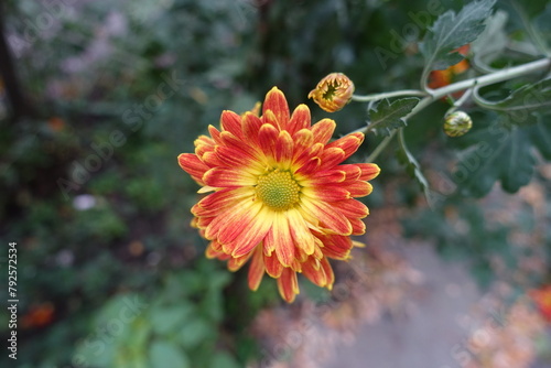 Macro of red and yellow flower of  Chrysanthemum in October