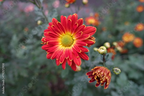 Scarlet red and yellow flower of Chrysanthemum in October photo