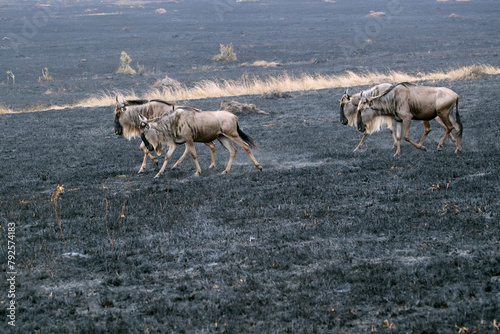 wildebeest in the African savanna at first light near the Mara River