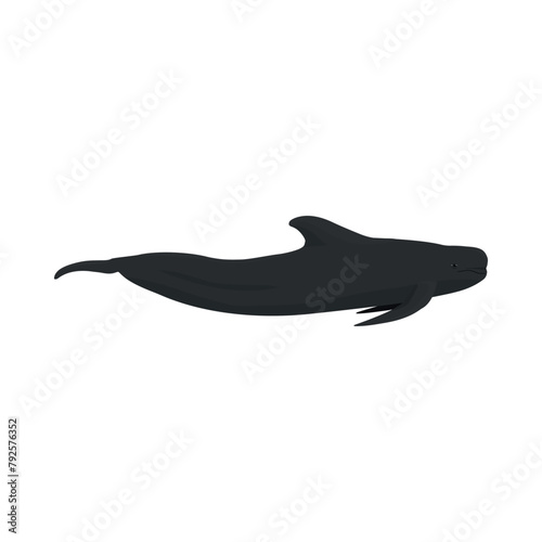 Globicephala melas - Long-finned pilot whale seen in Lateral view isolated photo