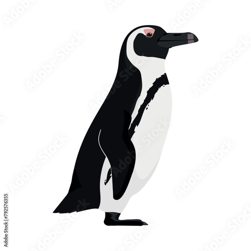 Spheniscus demersus - African penguin seen in Lateral view isolated photo