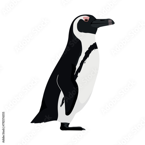 Spheniscus demersus - African penguin seen in Lateral view isolated