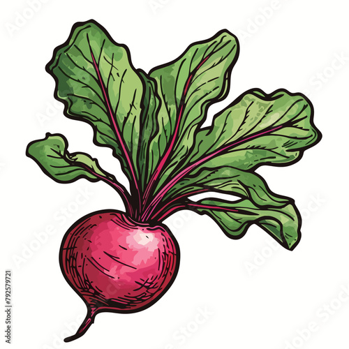 Beetroot isolated on white background. Hand drawn vector illustration.
