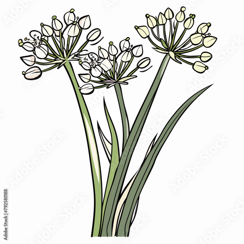 Vector illustration of Allium officinalis or chive flower.