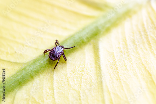 Tick, Ixodida, on the leaf.Adult female tick - Ixodes ricinus.Carrier of infectious diseases as encephalitis or Lyme borreliosis. photo