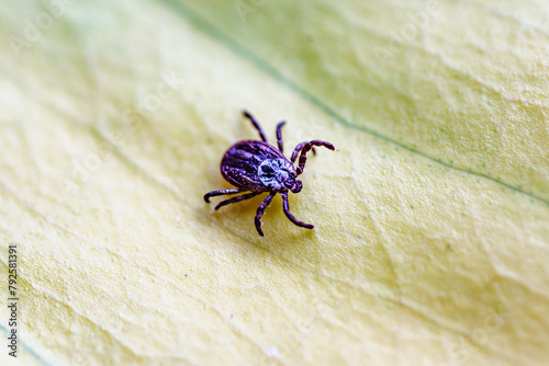 Tick, Ixodida, on the leaf.Adult female tick - Ixodes ricinus.Carrier of infectious diseases as encephalitis or Lyme borreliosis. photo