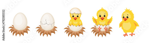 Chicken hatching stages from egg cartoon set. Cracked eggshell and newborn yellow cute chick. Easter chicks concept. Funny baby bird birth Vector illustration