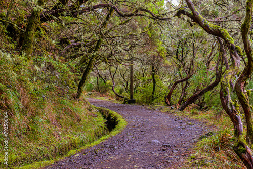 Levada in Madeira